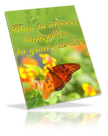 How to Attract Butterflies to Your Garden