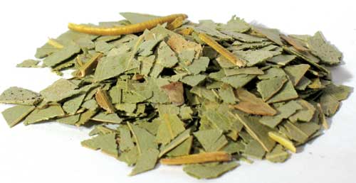 Eucalyptus cut 1oz - Click Image to Close