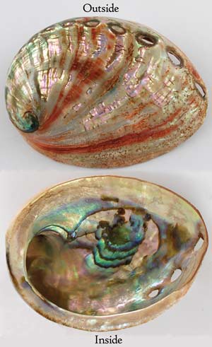 Red Abalone Shell - Click Image to Close