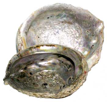 5" - 6" Abalone Shell burner - Click Image to Close