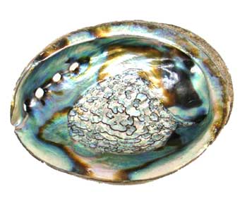 4" -5" Abalone Shell burner