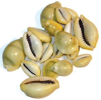 Cowrie Shells 18pcs - Click Image to Close