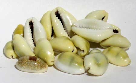 Cowrie Shells 18pcs - Click Image to Close