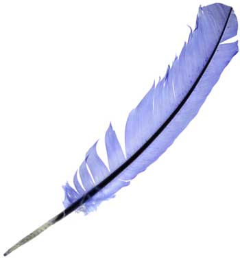 Blue feather