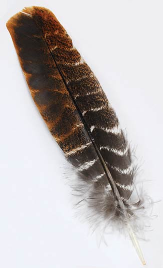 Turkey Wing feather shorts