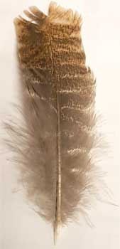 Barred Wing Smudging Feather 12" - Click Image to Close